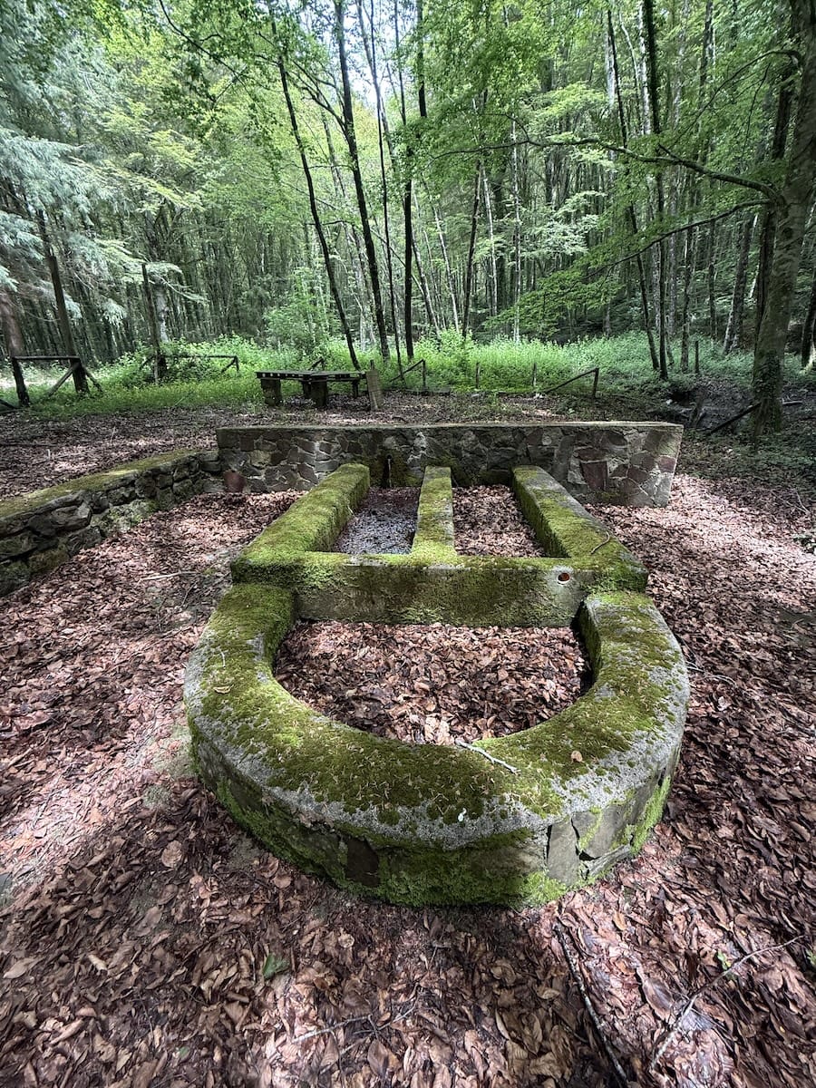 Acqua fresca nel cuore del bosco